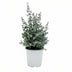 GreenboutiQ Eukalyptusbaum - Winterhart - 6x Topf 17cm, H: 40cm Bild 2