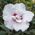Hibiskus Starburst Chiffon® Stamm-Pflanze (Topf 19cm, H 90cm) Bild 5
