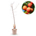 Victoria Plum Tree - Red Plum, 21cm pot, 90cm high Bild 2