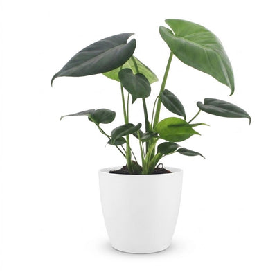 Green boutiQ - Monstera Deliciosa - Fensterblatt - 1 Pflanze - mit Weißem Topf - Topf 12cm - Höhe - 30cm