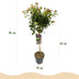 GreenboutiQ: Viburnum tinus Stamm-Pflanze, Immergrün, Weiße/Rosa Blüte Bild 3
