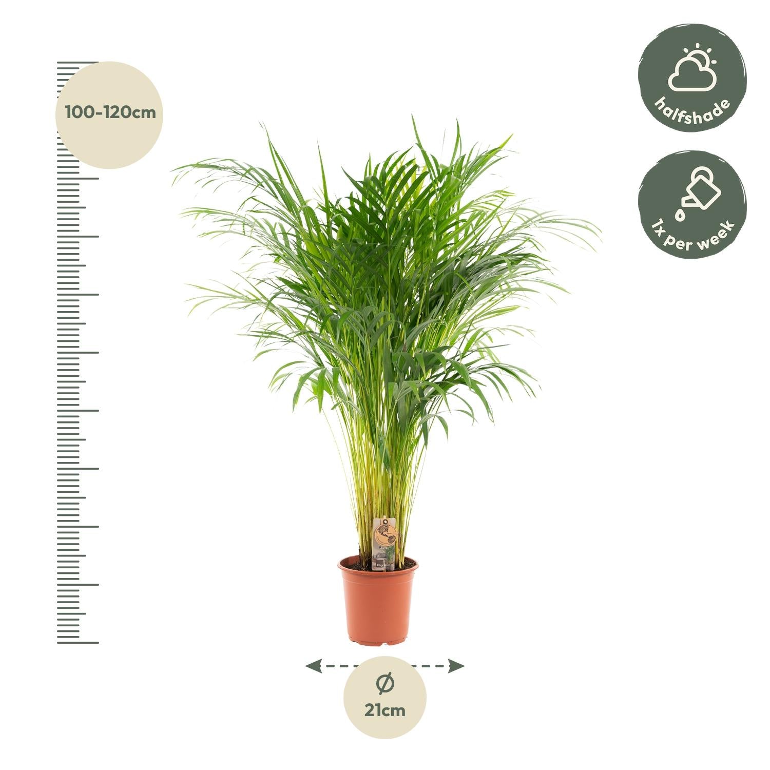 Areca-Palme - Ø21cm - ↕100cm
