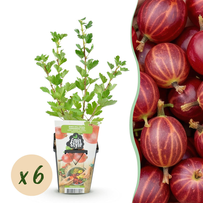 Jostabeere 'Hinnonmäki Röd' - 6x winterharte Obstpflanzen im 9cm Topf