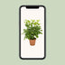 Schefflera Nora - Ø13cm - ↕35cm - Easy-care Umbrella Tree Bild 5