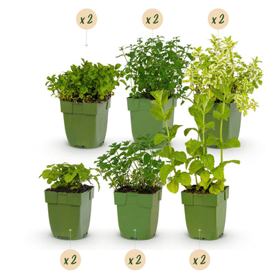 Teekräuter Beetpaket: 12 aromatische Pflanzen für Ihren Garten
