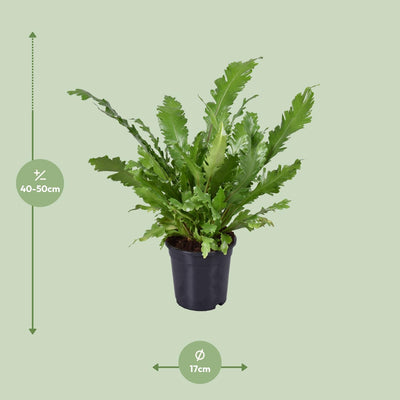 Asplenium Nidus Nestfarn Ø17cm - 45cm Höhe