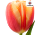 Tulpenbollen Jan Seignette – 20 Stuks | KH Bloembollen® | Rood-Geel Gestreepte Tulp – Klassiek & Opvallend – Voor Tuin of Pot – Maat 11/12 – Vers van de Teler Bild 4