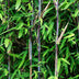 Fargesia nitida Black Dragon Bamboo - 2 Plants - Non-invasive Bild 4