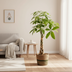 Pachira Aquatica: Elegant Money Tree in Basket (Ø21cm, 90-110cm) Bild 6