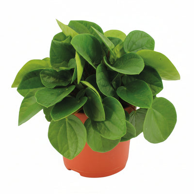 Peperomia Rana Verde: Elegant & pflegeleicht für Ihr Zuhause