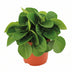Peperomia Rana Verde: Elegant & pflegeleicht für Ihr Zuhause Bild 1