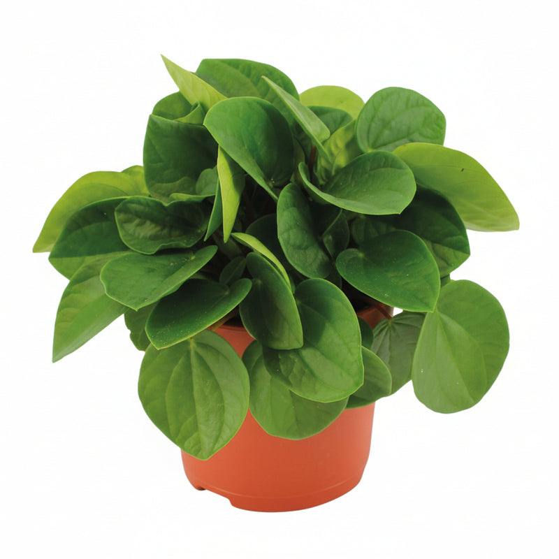 Peperomia Rana Verde: Elegant & pflegeleicht für Ihr Zuhause