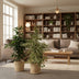 Zimmerpflanzen-Set: Ficus Benjamina Danielle, Twilight & Microcarpa Moclame Bild 6