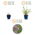 Green boutiQ - Vasteplant - Verbena bonariensis Lollipop - Ijzerhard - Bijen en Vlinderlokkers - Paars - 24 Planten - Pot 11cm - Hoogte 15-25cm Bild 4