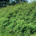 6x Symphoricarpos ch. 'Hancock' - ↕10-25cm - Ø9cm Bild 6
