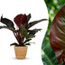 Philodendron Imperial Red - easy-care houseplant in basket, 60cm Bild 1