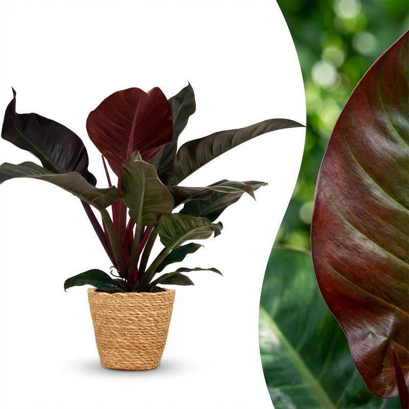 Philodendron Imperial Red - easy-care houseplant in basket, 60cm