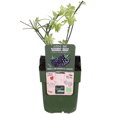Dornenlose Brombeere 'Thornless Evergreen' - Bio, Ø13cm, ↕45cm