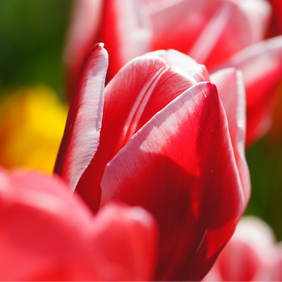 Tulip Bulbs Candy Apple Delight - 20 pieces | Red-White | KH Bloembollen