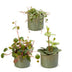 3x Baby Peperomia Mix: Grün, Rot, Tropisch - Ø6cm Bild 2
