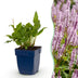 Green boutiQ - Perennial - Persicaria ampl. Rosea - Knotweed - Shade - Pink - 3 Plants - Pot 11cm - Height 15-25cm Bild 12
