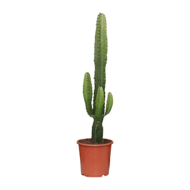 Euphorbia Acrurensis - Ø17cm - ↕50cm - Poinsettia