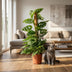 Monstera Andansonii Monkey Mask Pflanze im 19cm Topf, 90cm hoch Bild 5