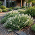 Green boutiQ - Perennials - Thymus praecox Albiflorus - White Creeping Thyme - Fragrant - White - 6 Plants - Pot 11cm - Height 15-25cm Bild 6