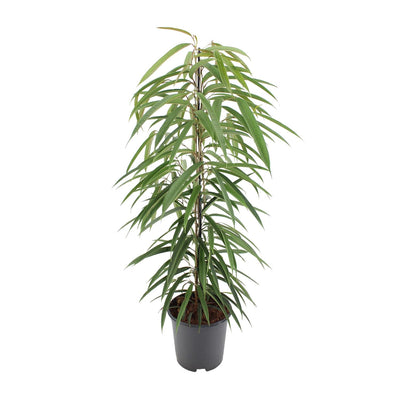Ficus Binnendijkii Alii – Elegante Zimmerpflanze, 80cm, Ø21cm Topf