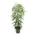 Ficus Binnendijkii Alii – Elegante Zimmerpflanze, 80cm, Ø21cm Topf Bild 1