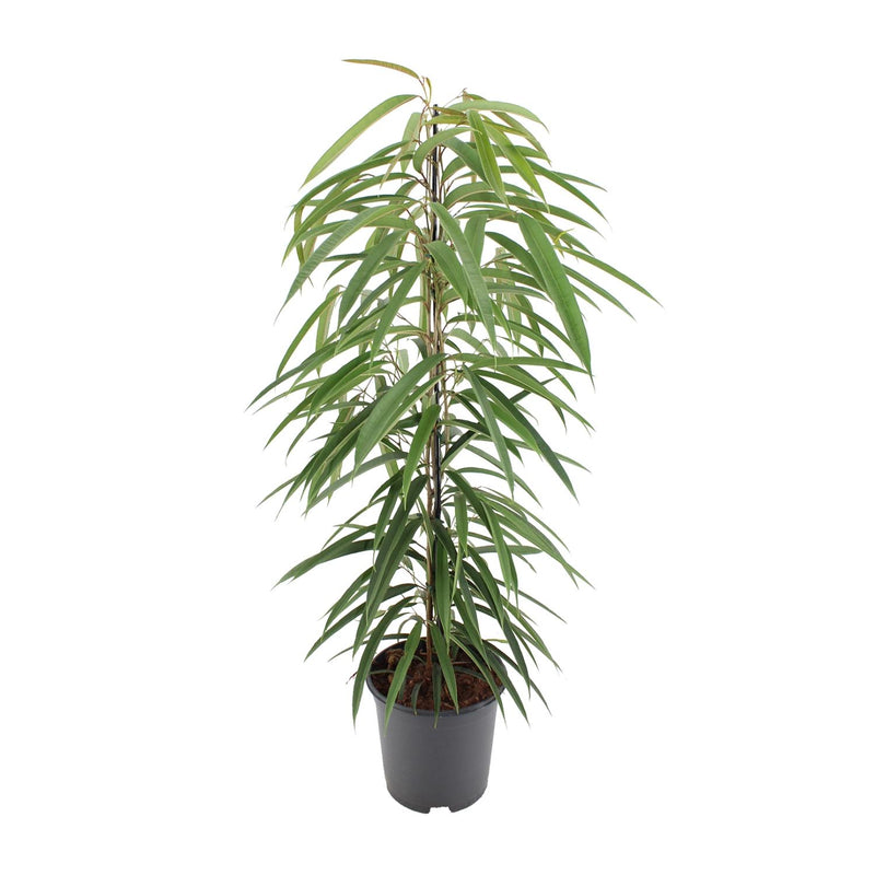 Ficus Binnendijkii Alii – Elegante Zimmerpflanze, 80cm, Ø21cm Topf
