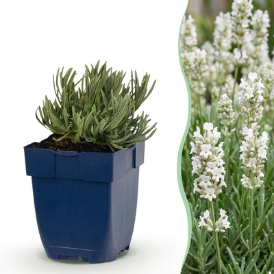 Green boutiQ - Perennials - Lavandula ang. Edelweiss - Lavender - Fragrant - White - 12 plants - Pot 11cm - Height 15-25cm