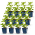 Green boutiQ - Perennial - Delphinium (P) Astolat - Larkspur - Bee and Butterfly Attractors - Pink - 12 Plants - Pot 11cm - Height 15-25cm Bild 2