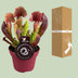 Sarracenia Catesbaei (Schlauchpflanze) Ø12cm, ↕23cm Bild 4