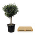 Olivenbaum Olea Europaea Lorc, 180cm, Stamm Ø50cm Bild 4