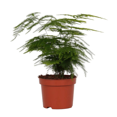 Asparagus Setaceus (Ø12cm, ↕28cm) - Luftiger Zierspargel für Ihr Zuhause