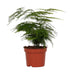 Asparagus Setaceus (Ø12cm, ↕28cm) - Luftiger Zierspargel für Ihr Zuhause Bild 1