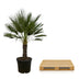 Chamaerops Humilis auf Stamm – 150 cm – Zwergpalme für Haus & Garten Bild 4