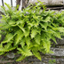 Polypodium vulgare 12er Pack - Immergrüner Farn für Schattenbeete Bild 6