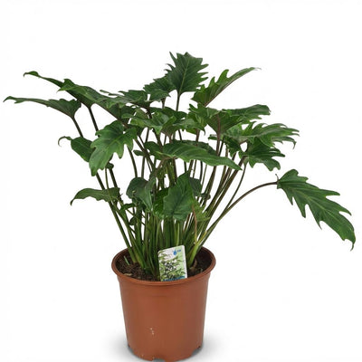 Philodendron Xanadu: Pflegeleichte Zimmerpflanze im 19cm Topf, 60cm hoch
