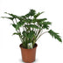 Philodendron Xanadu: Pflegeleichte Zimmerpflanze im 19cm Topf, 60cm hoch Bild 2