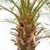Phoenix Roebelenii Palme auf Stiel, 190-200cm Bild 4