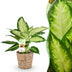 Green boutiQ Dieffenbachia Camilla Zimmerpflanze m. Korb, Topf 17cm Bild 1