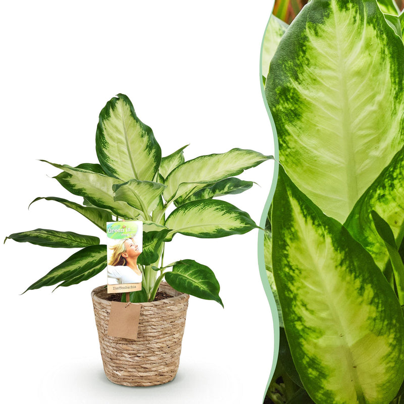 Green boutiQ Dieffenbachia Camilla Zimmerpflanze m. Korb, Topf 17cm