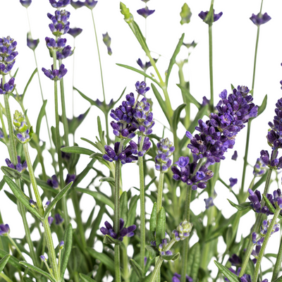 8x Lavendel 'Angustifolia' im 13cm Topf, 30-40cm hoch