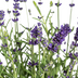 8x Lavender 'Angustifolia' in a 13cm pot, 30-40cm high Bild 2