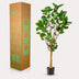 Artificial plant Polyscias Aralia, 150 cm – Natural decoration without effort Bild 4