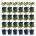 Green boutiQ - Perennial - Astilbe Tricolour - Feather Spirea - Shade - Purple - Pink - White - 24 Plants - Pot 11cm - Height 15-25cm Bild 1