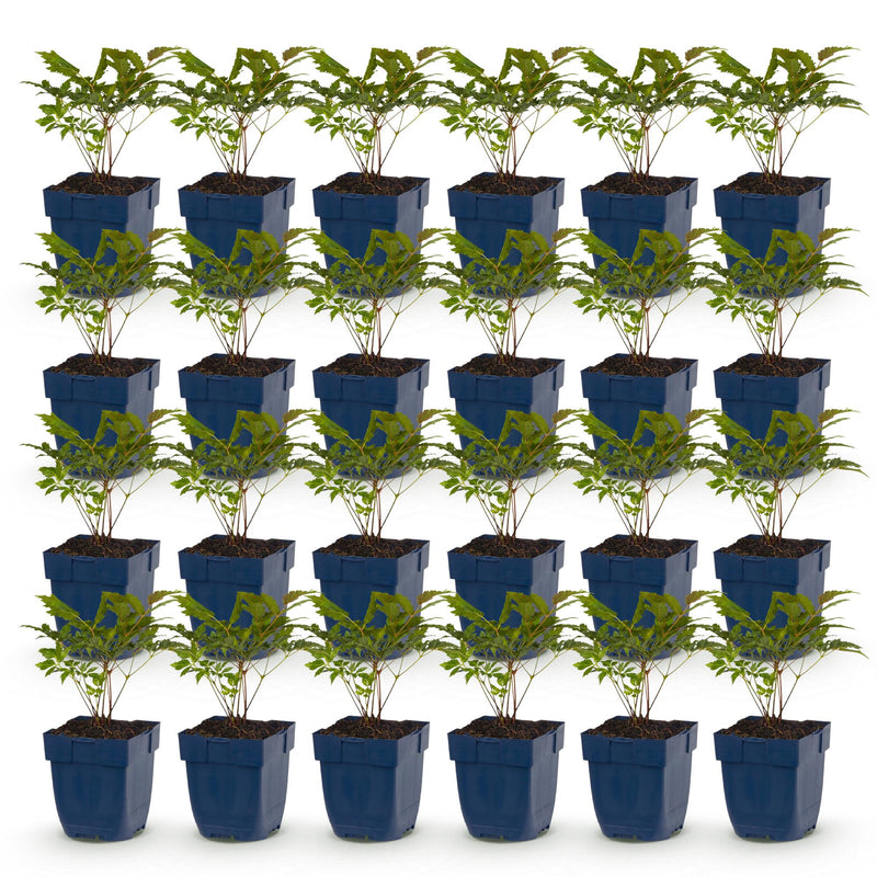Green boutiQ - Perennial - Astilbe Tricolour - Feather Spirea - Shade - Purple - Pink - White - 24 Plants - Pot 11cm - Height 15-25cm