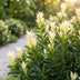 Green boutiQ - 40x Euonymus japonica Paloma Blanca - Spindelstrauch - Heckenpflanzen - Immergrün - Grün - Weiß - Topf 9cm - Höhe 20-30cm Bild 4